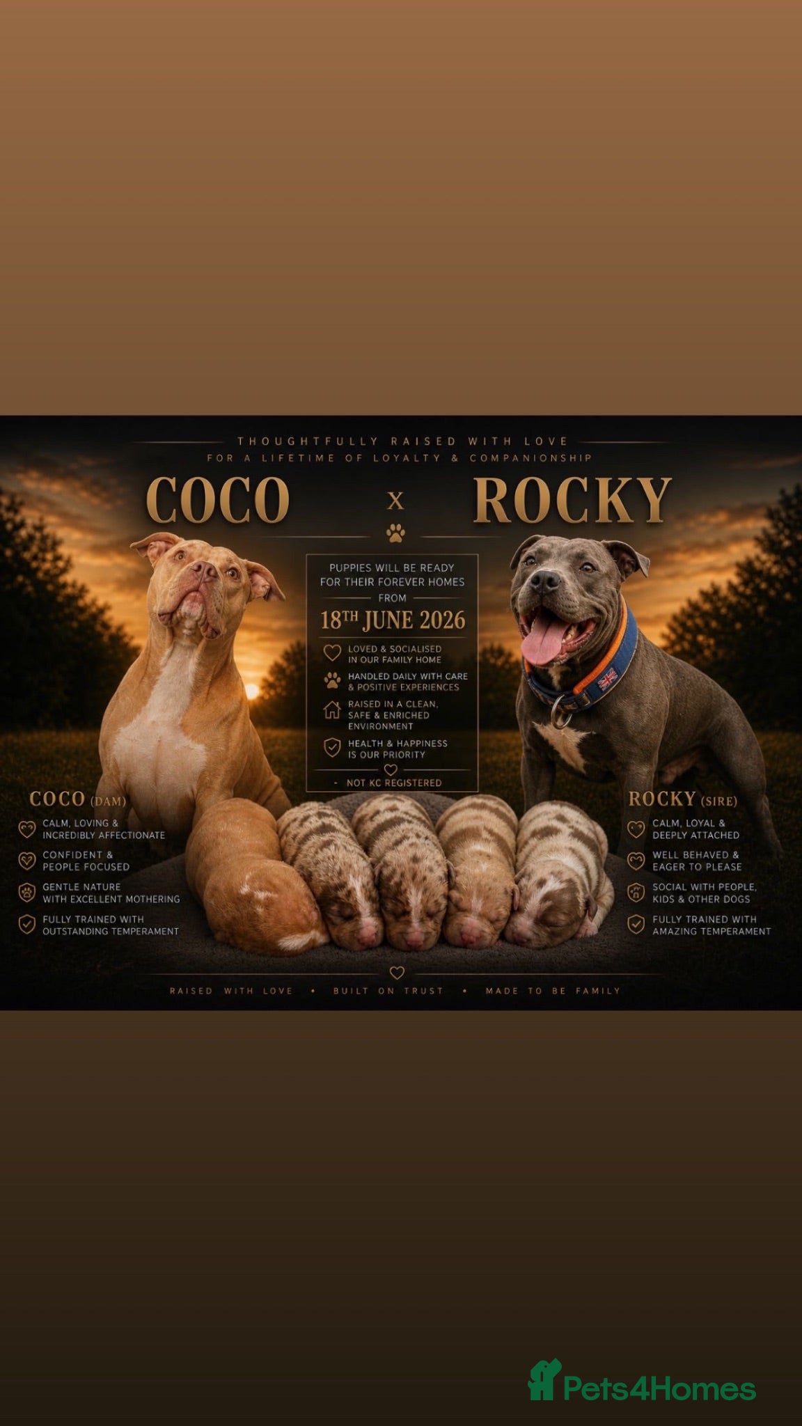 Staffordshire Bull Terrier dogs for sale: 3 beautiful Staffordshire bull terrier puppies - Advert 1