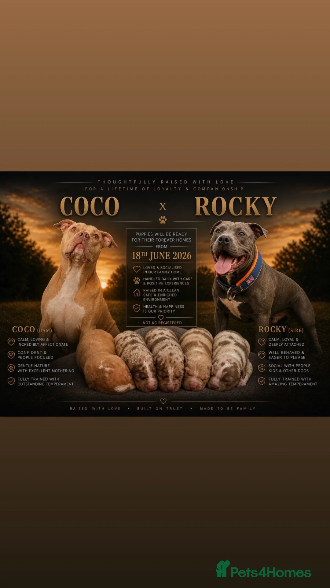 Staffordshire Bull Terrier dogs for sale: 3 beautiful Staffordshire bull terrier puppies - Advert 1