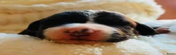 Mixed Breed dogs for sale: Cockerbull puppies for sale ❤️ in Bolton - Advert 8