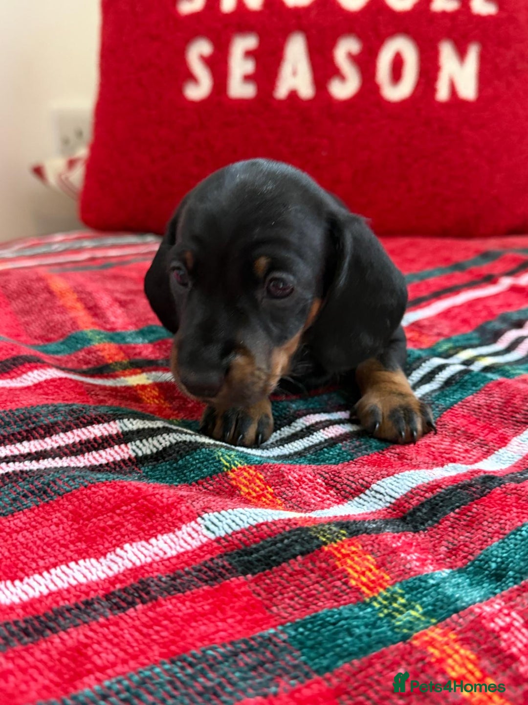 Miniature Dachshund dogs for sale: 🌸Stunning minature smooth haired dachshund🌸 - Advert 14