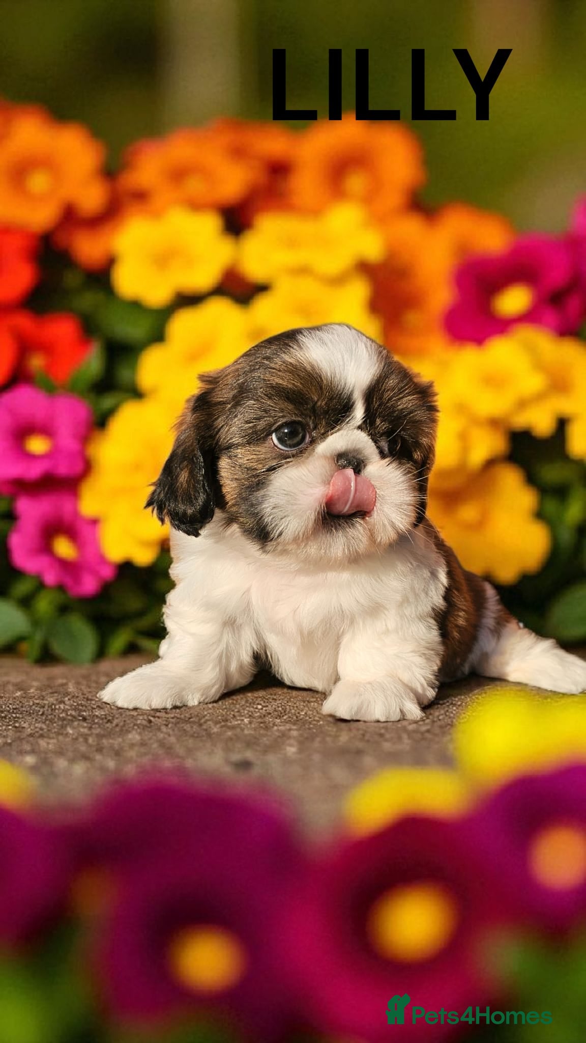 Shih Tzu dogs 🐶🐾EXCEPTIONAL PURE STANDARD SHIH TZU PUPPIES🐾🐶 - Advert 14