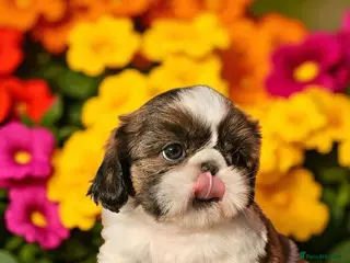 Shih Tzu dogs 🐶🐾EXCEPTIONAL PURE STANDARD SHIH TZU PUPPIES🐾🐶 - Advert 14