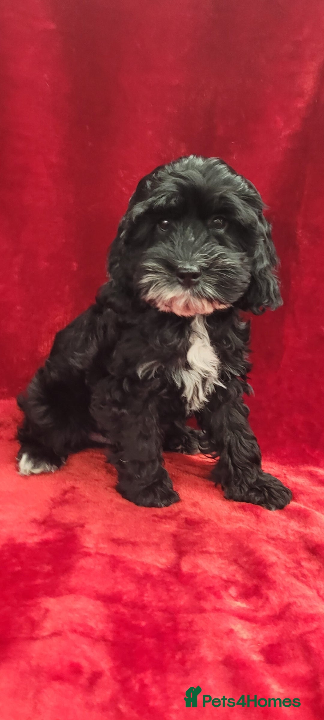 Cockapoo dogs for sale: 2 STUNNINF F1 FEMALE COCKAPOOS - Image 1