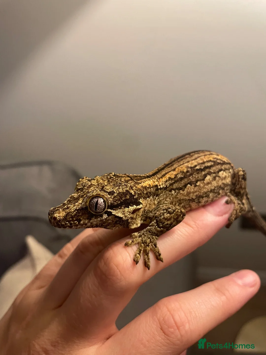 Gecko reptiles for sale: Gargoyle Gecko - Advert 1