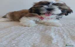 Shih Tzu dogs for sale: Beautiful Shih tzu puppies 🫶🏼 - Image 22