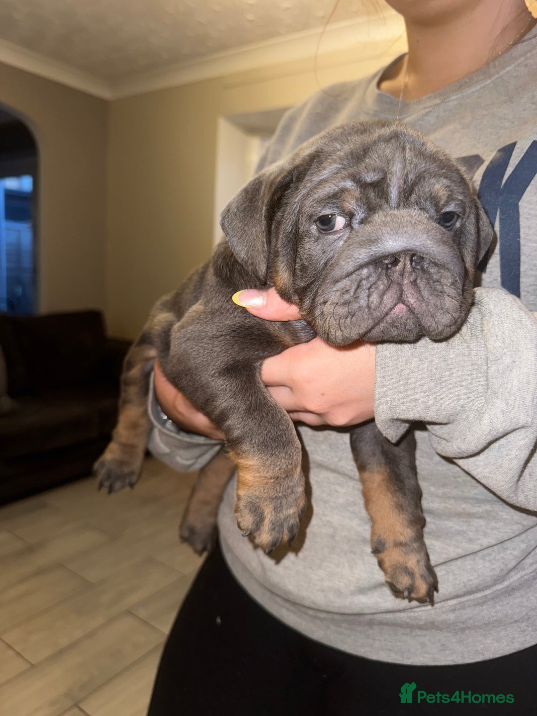English Bulldog dogs for sale: Bettie & 007 babies short compact   - Image 25