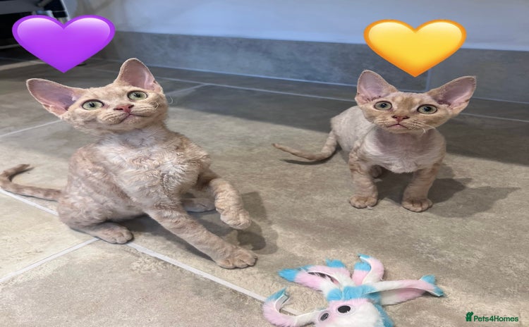 Devon Rex cats - Advert 7