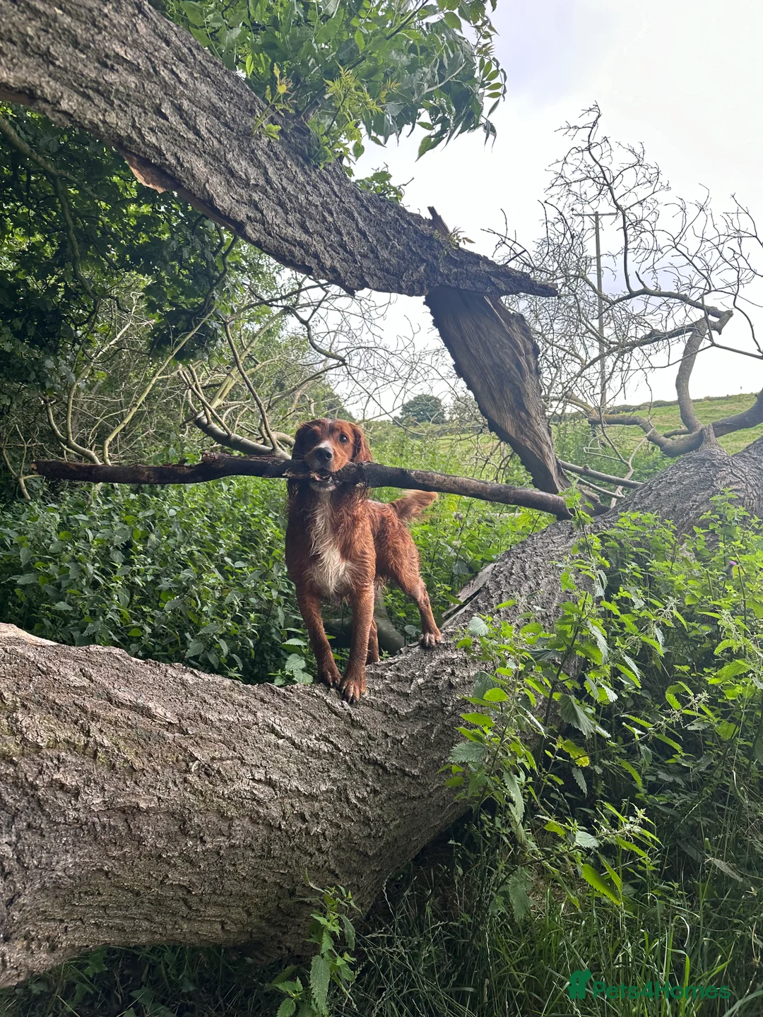 Cocker Spaniel dogs for stud: K.C Deep Red Working Cocker Proven Stud in Cramlington - Advert 29