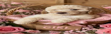 Miniature Poodle Puppy 4