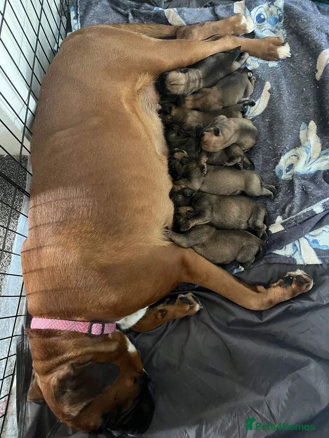 Mixed Breed dogs for sale: Boxer X Bullmastiff Puppies £600 in Wellingborough - Advert 1
