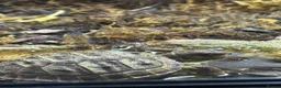 Tortoise reptiles for sale: Baby Horsfield Tortoises for sale - Advert 17