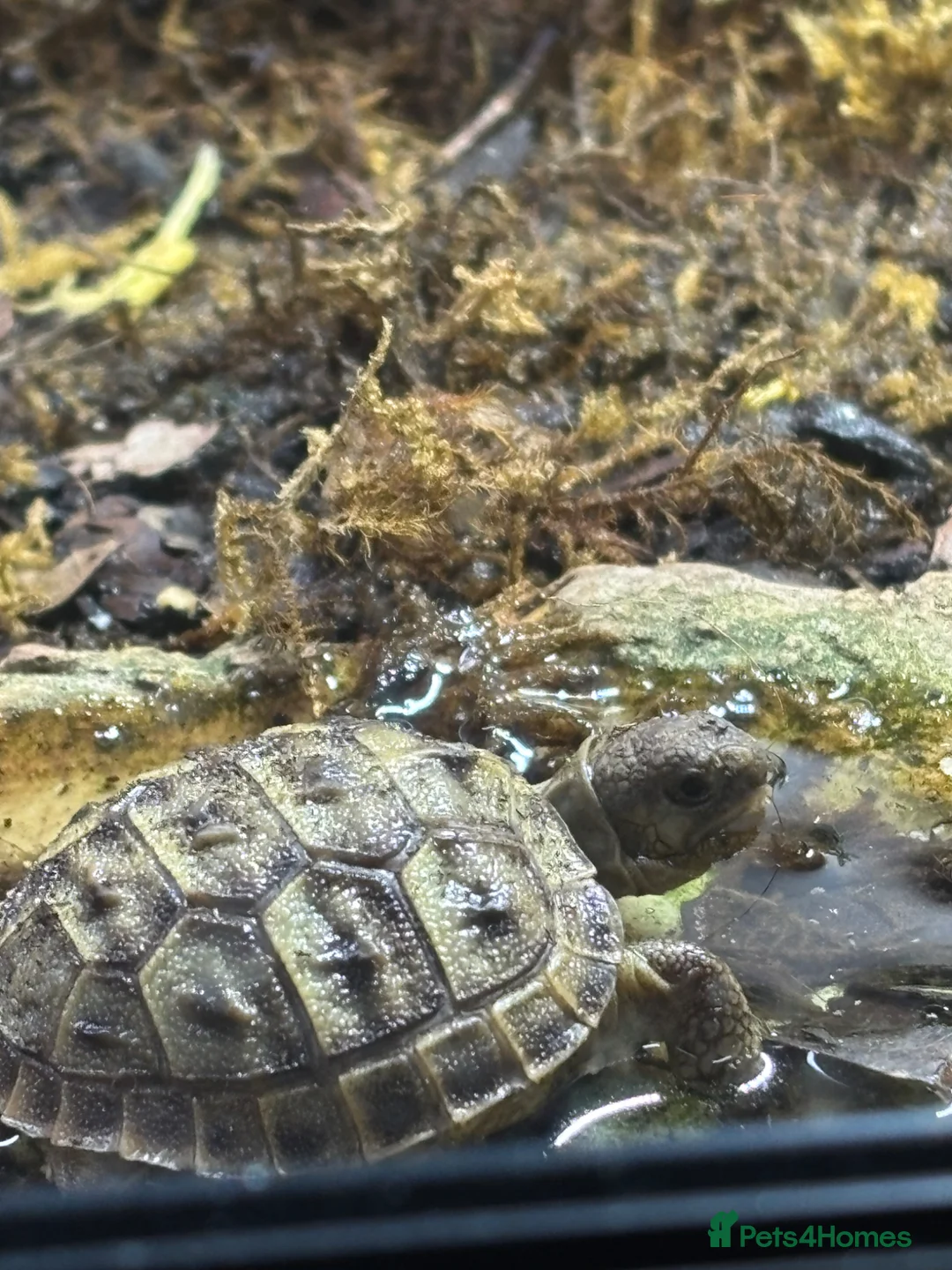Tortoise reptiles for sale: Baby Horsfield Tortoises for sale - Advert 17