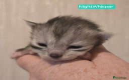 Maine Coon cats for sale: Maine Coon Kittens Silver Imported Shaded Lines - Image 38