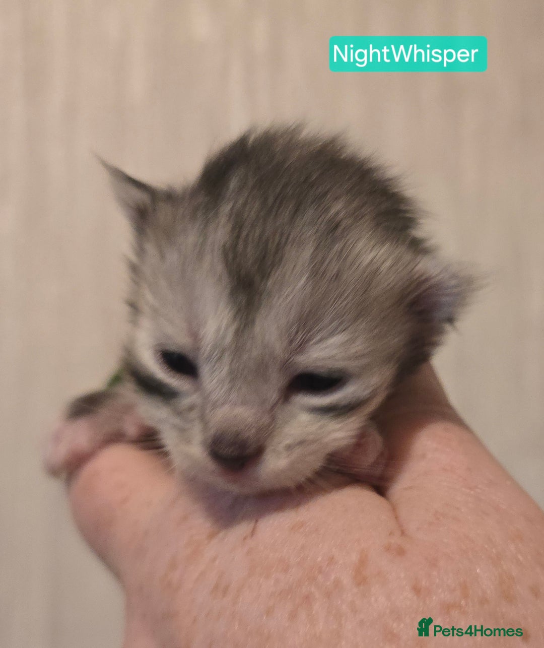 Maine Coon cats for sale: Maine Coon Kittens Silver Imported Shaded Lines - Image 38