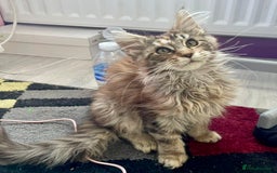 Maine Coon cats for sale: Pedigree Maine Coon kittens  - Image 4