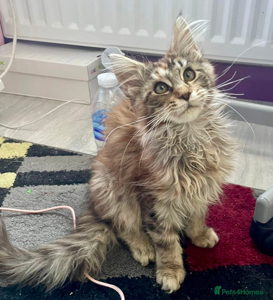 Maine Coon cats for sale: Pedigree Maine Coon kittens  - Image 4