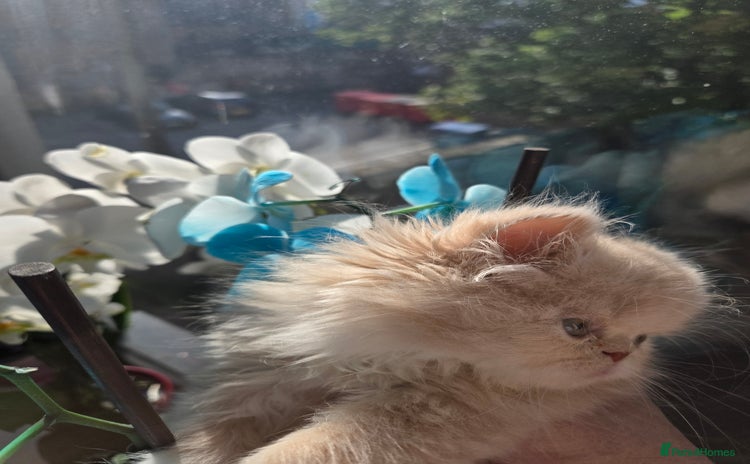 Persian cats - Advert 14