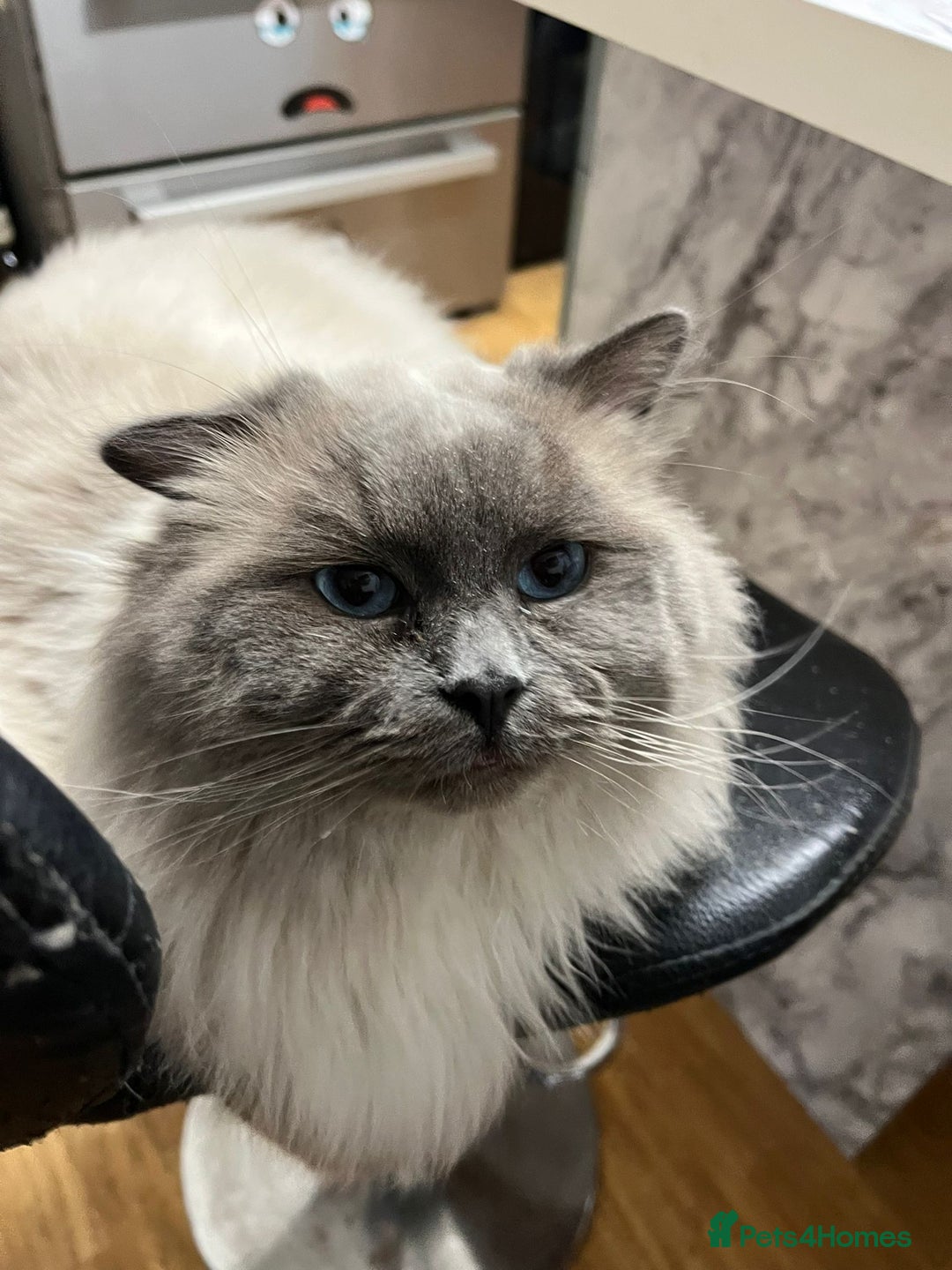 Mixed Breed cats for sale: Mix maine coon and ragdoll  - Advert 3