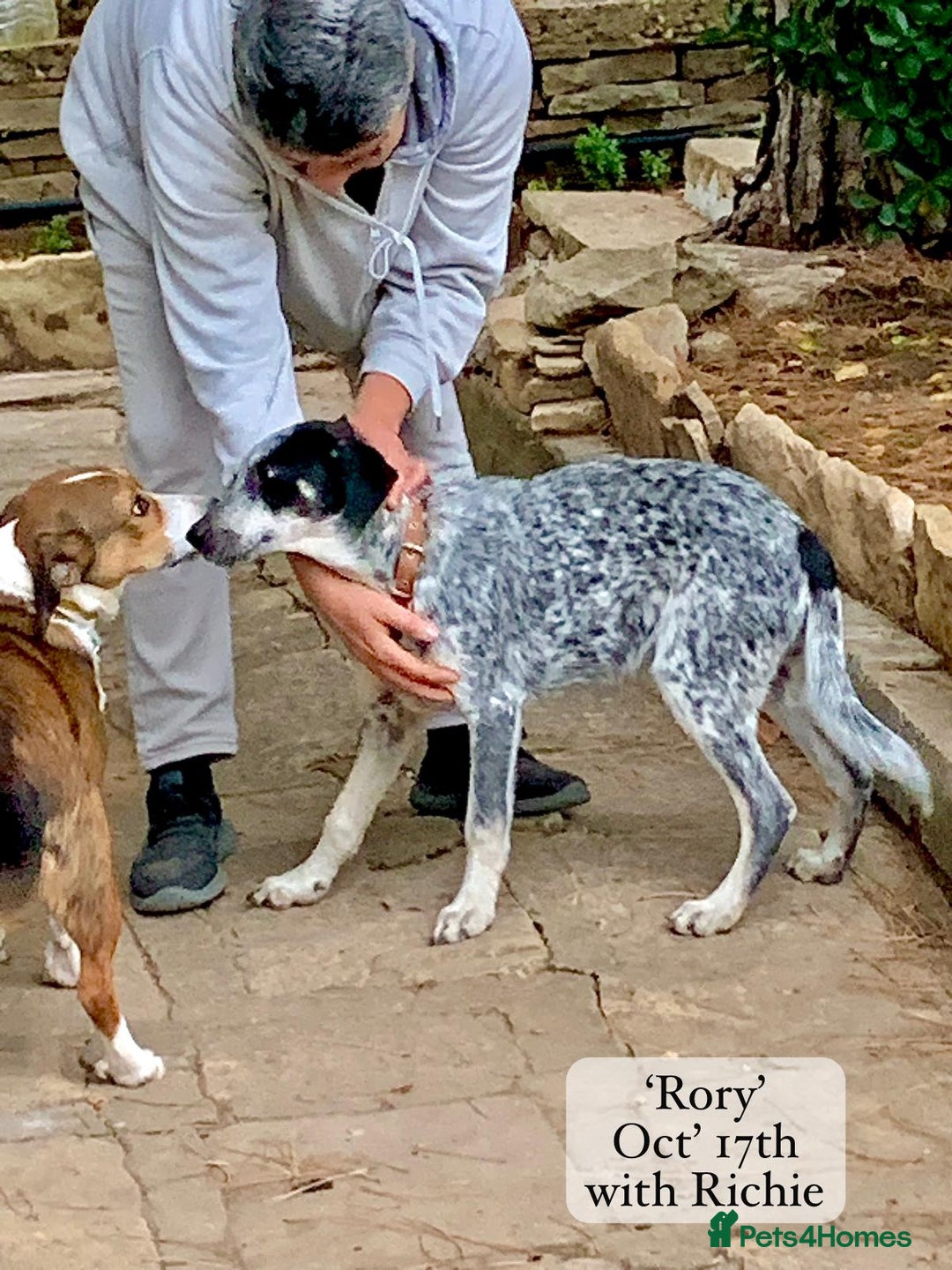 Mixed Breed dogs for adoption: Rory, 6-7 months approx. Available for adoption. - Advert 17