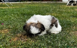 Shih Tzu dogs for sale: Shih tzu puppies looking for a forever home. - Image 18