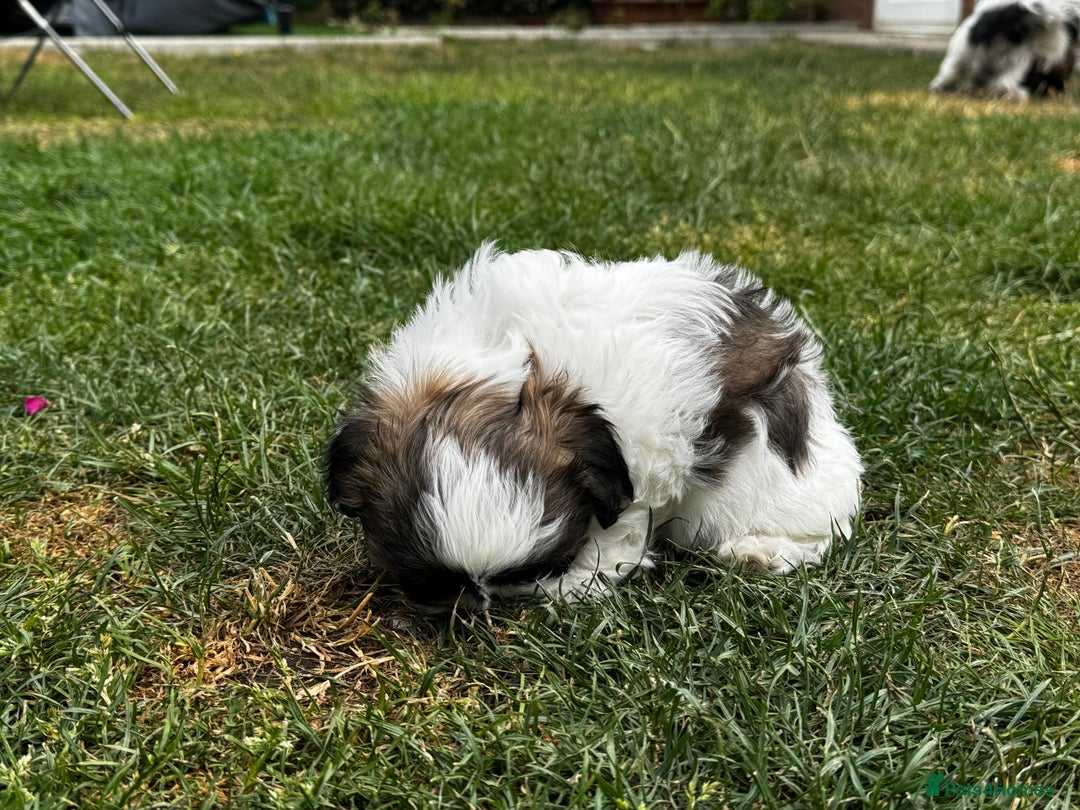Shih Tzu dogs for sale: Shih tzu puppies looking for a forever home. - Image 18