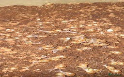 Snails invertebrates for sale: Giant african land snail babies - Image 5