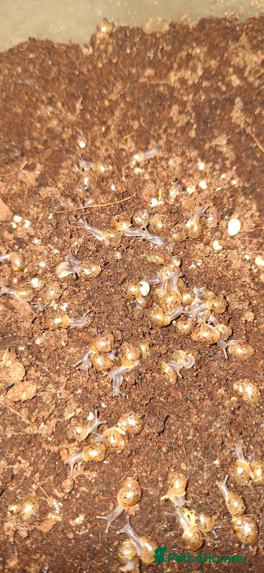 Snails invertebrates for sale: Giant african land snail babies - Image 5