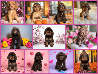 Cockapoo dogs 🐶THE MOST PERFECT SHOW SPANIELS and F1 COCKAPOOS - Advert 3