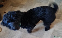 Cavapoo dogs for sale: Male 12 month old cavapoo - Advert 4