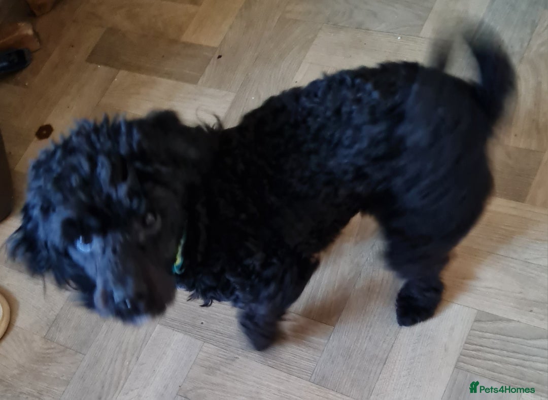 Cavapoo dogs for sale: Male 12 month old cavapoo - Advert 4