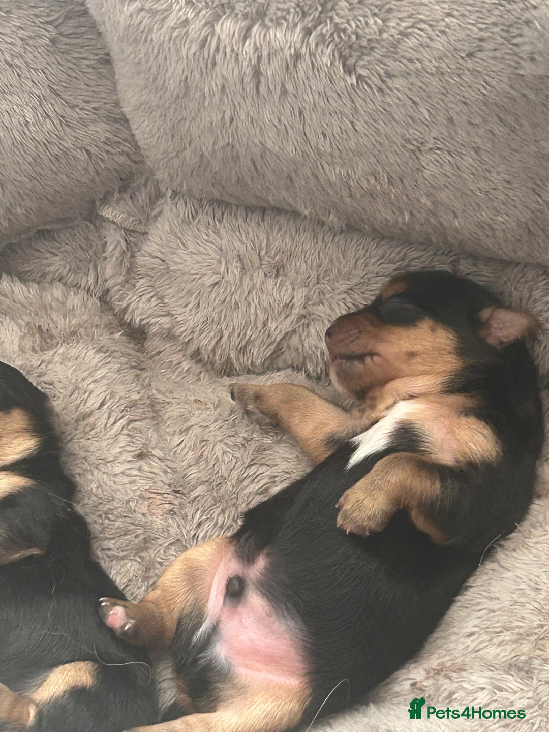 Yorkshire Terrier dogs for sale: Yorkshire terrier puppies - Image 7