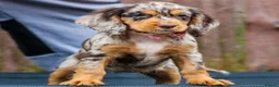 Cocker Spaniel dogs for stud: Merle Cocker Spaniel at stud - DNA tested🧬 in Dudley - Advert 13