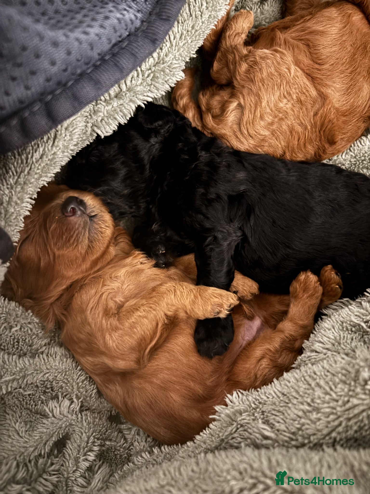 Cavapoochon dogs F1B Cavapoochon (Toy Poodle) - Advert 1