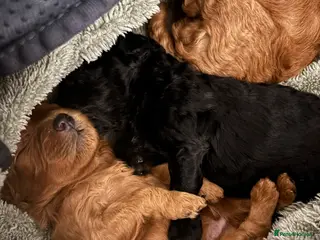 Cavapoochon dogs F1B Cavapoochon (Toy Poodle) - Advert 1