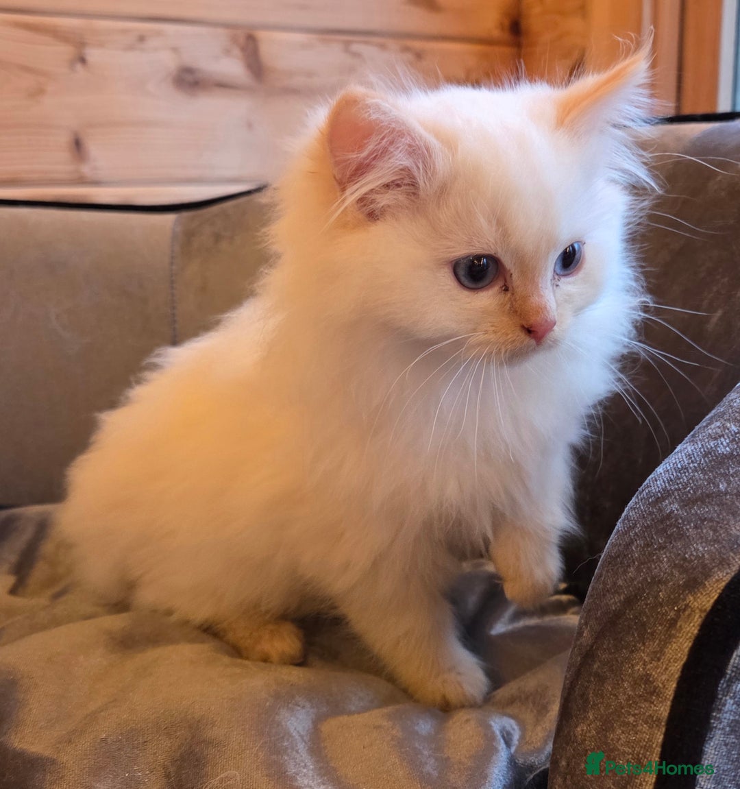 Ragdoll cats for sale: Flame boy Ragdoll kitten - Advert 4