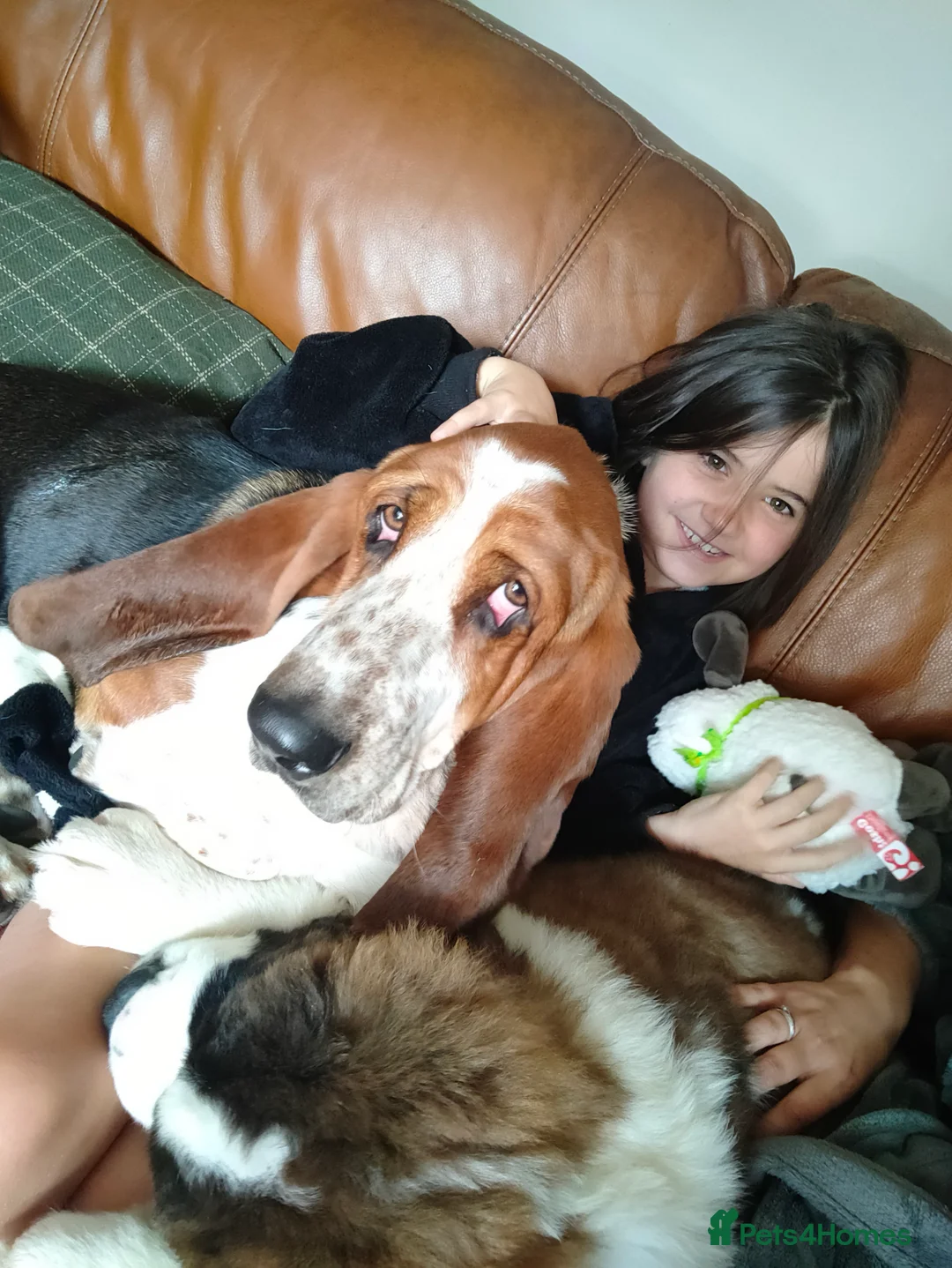 Basset Hound dogs for stud: Bert the basset  in Sheffield - Advert 3