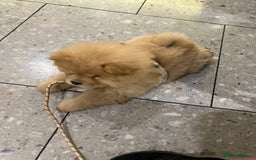 Chow Chow dogs for sale: Chow chow puppy - Image 5