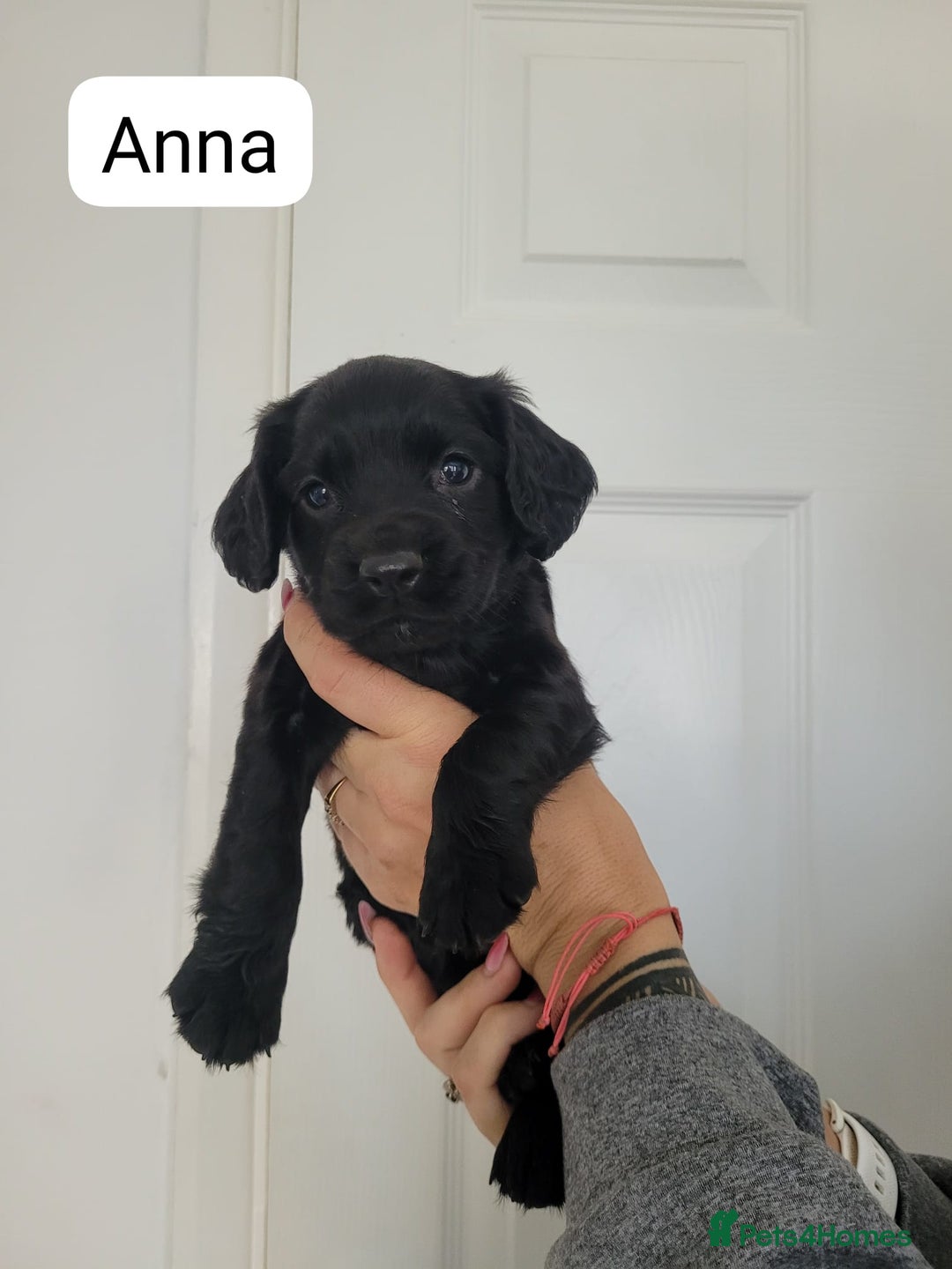 Sprocker dogs for sale: F1 sprockers 4 boys 3 girls - Image 11