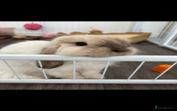 Mini Lop rabbits for sale: Mini lop buck for rehoming  - Image 6