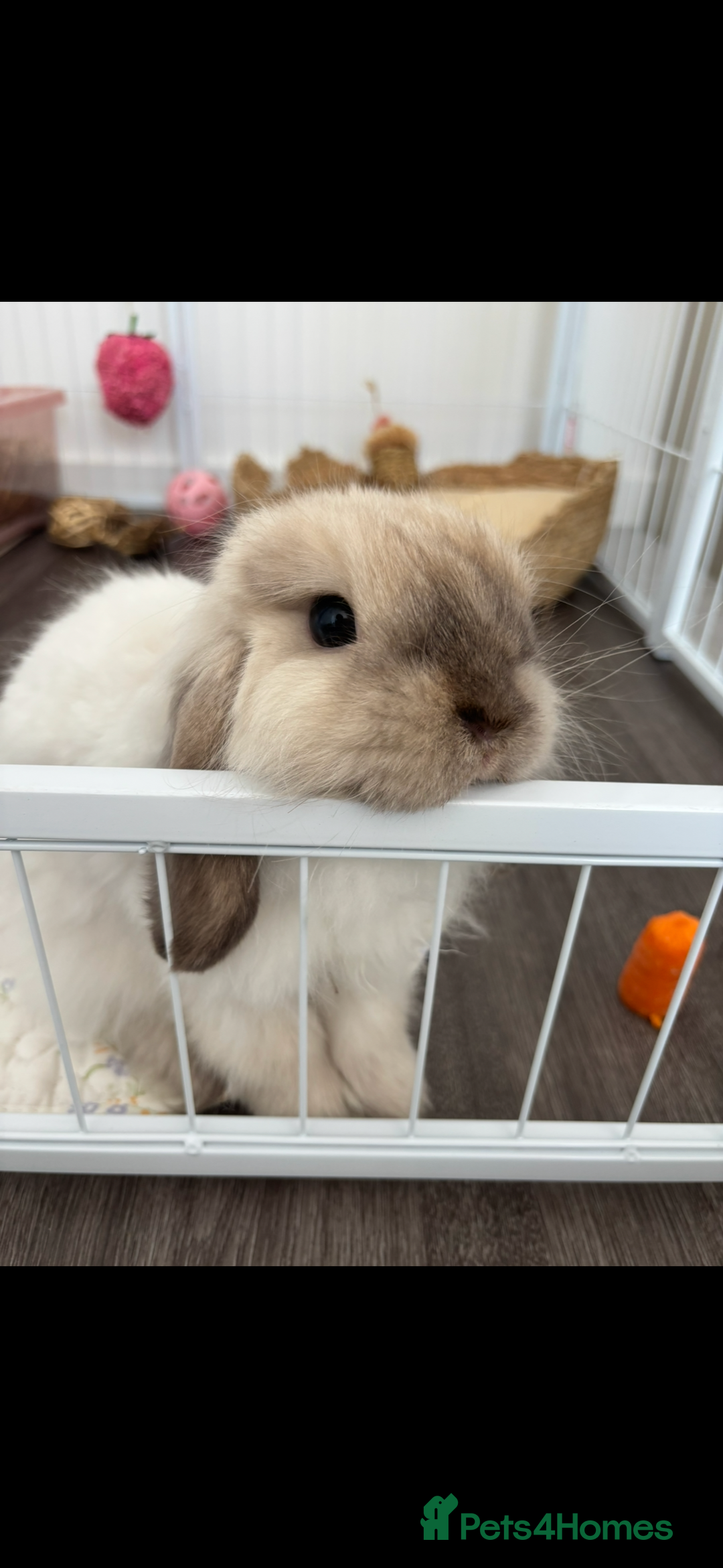 Mini Lop rabbits for sale: Mini lop buck for rehoming  - Image 6