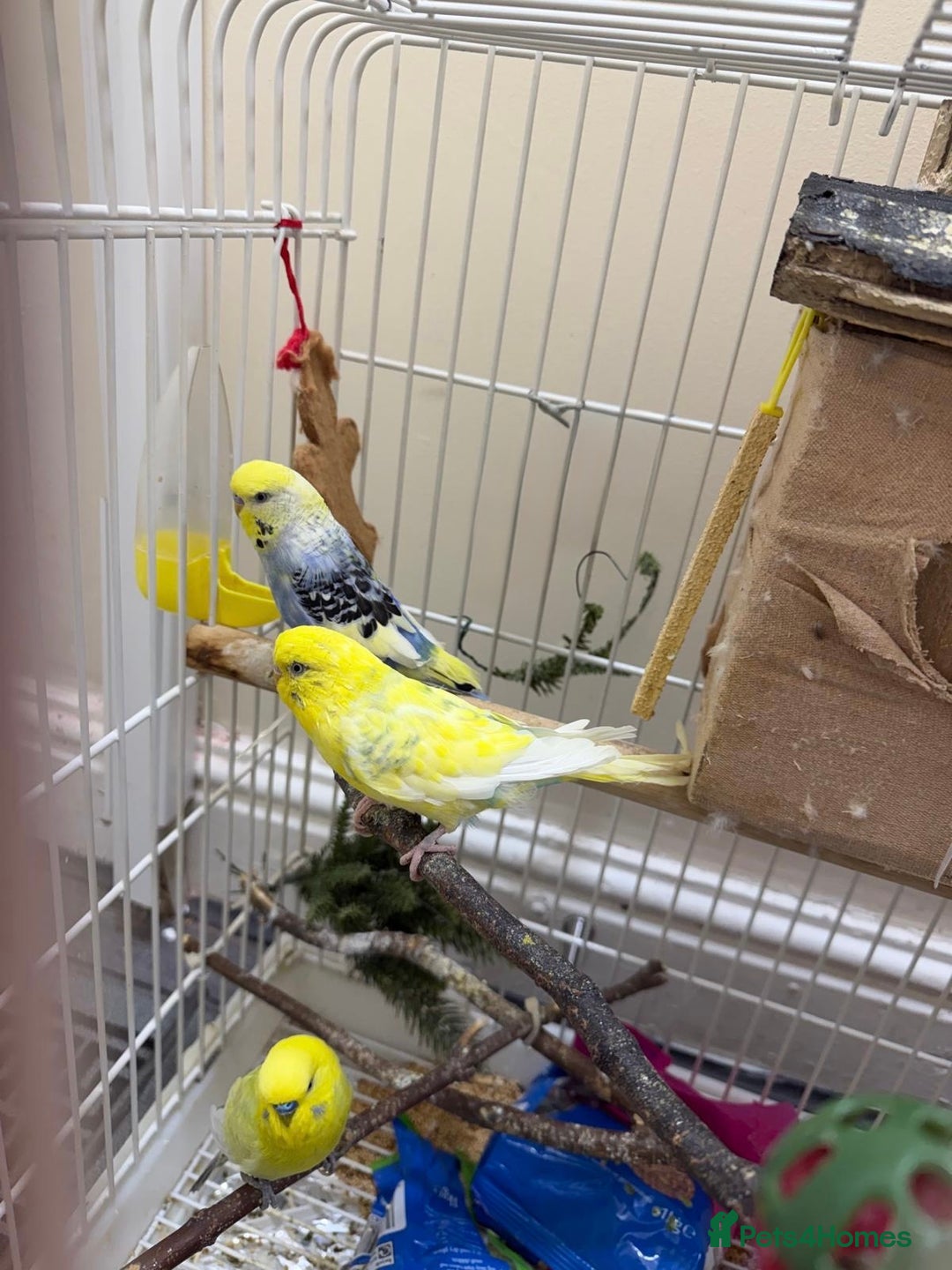 Budgerigars birds for sale: 2 male budgies - Advert 7