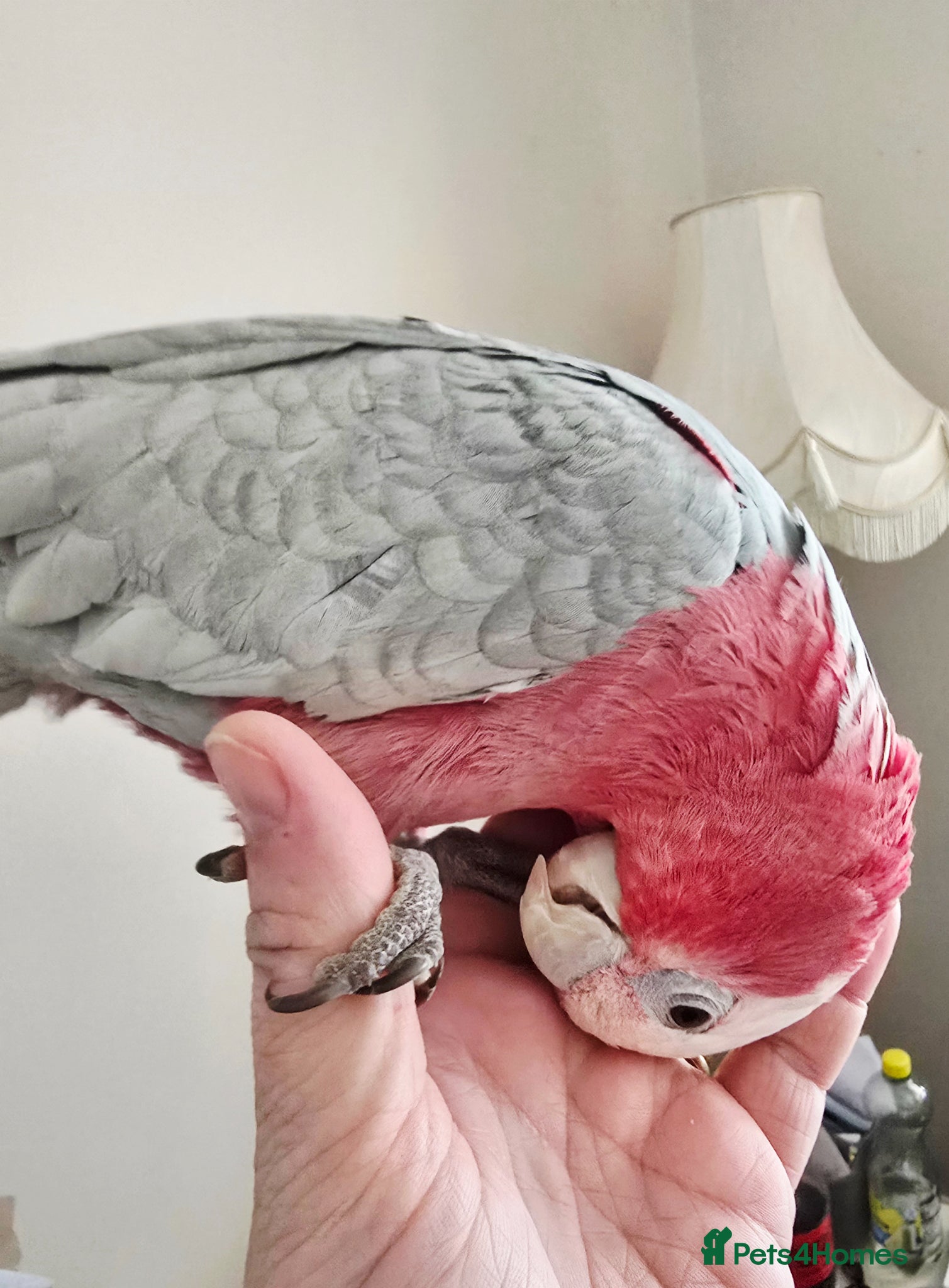 Cockatoo birds Galah Cockatoo  - Advert 1