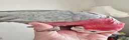 Cockatoo birds for sale: Galah Cockatoo  in Grimsby - Advert 1