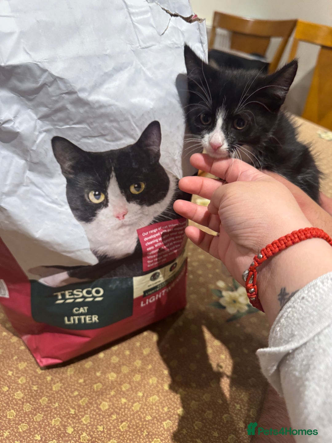 Mixed Breed cats for sale: Tuxedo/tabby mix bread cat - Image 4