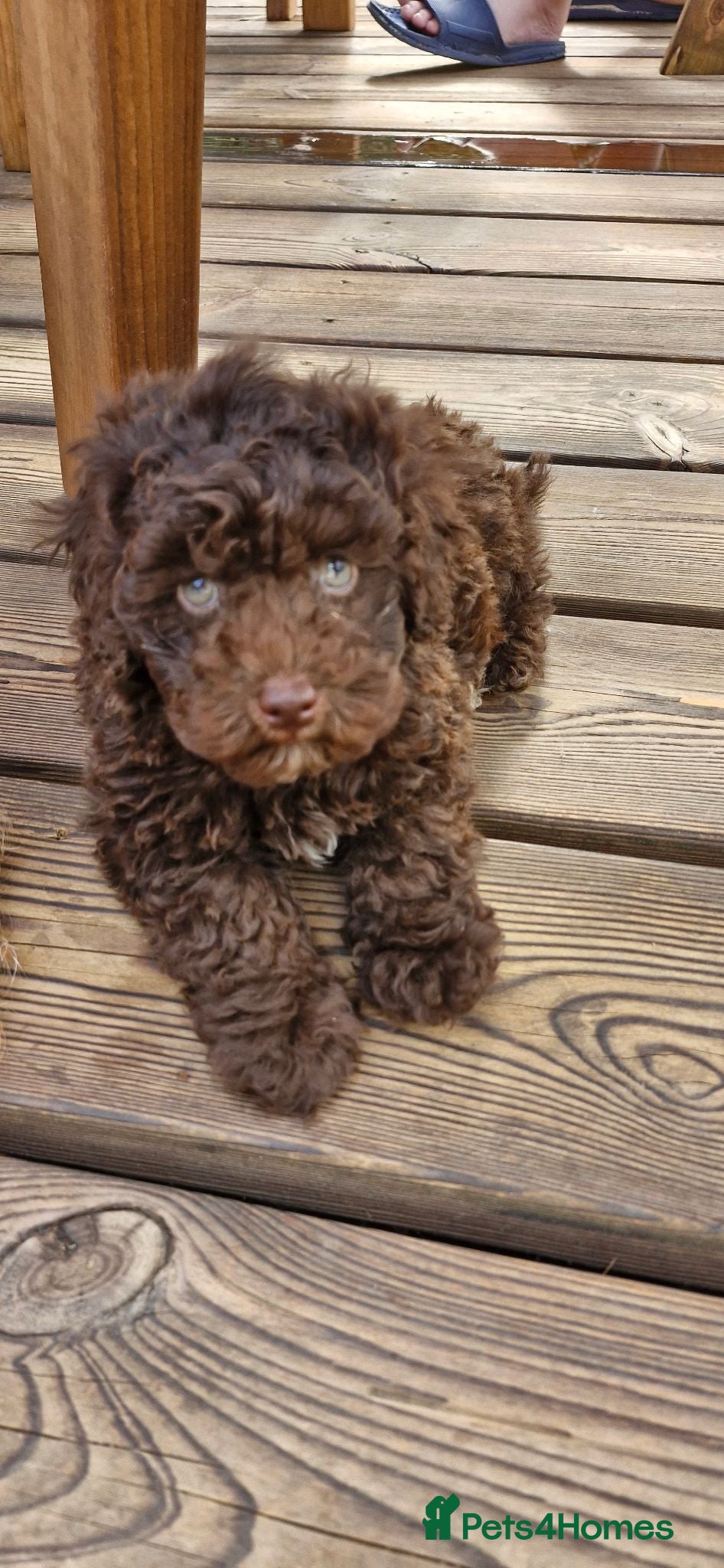 Toy Poodle dogs Chocolate poodle pupps.health tested parents  - Advert 1