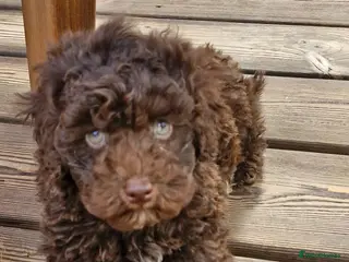 Toy Poodle dogs Chocolate poodle pupps.health tested parents - Advert 1