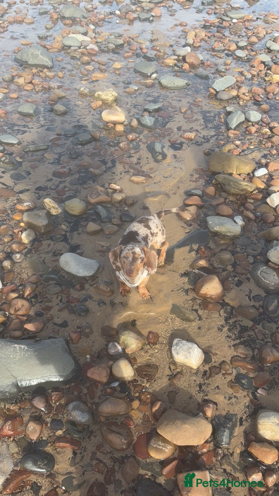 Miniature Dachshund dogs 1 year old miniature dachshund  - Advert 18