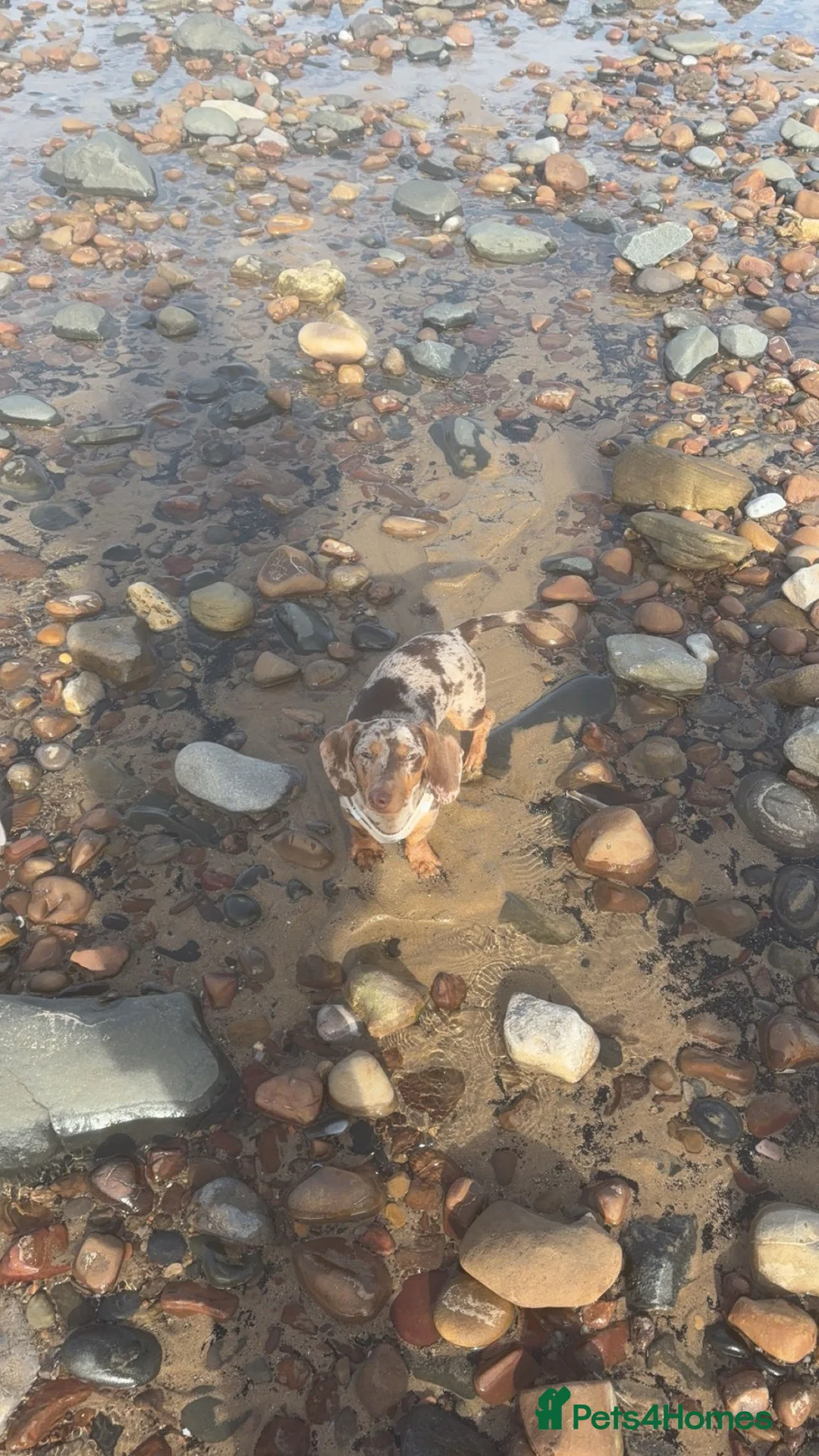 Miniature Dachshund dogs for sale: 1 year old miniature dachshund  - Advert 1