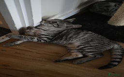 Mixed Breed cats for sale: Beautiful British Shorthair Mixed Kittens🐾 - Image 1
