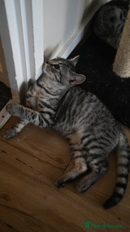 Mixed Breed cats - Advert 7